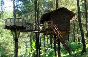 hutan dam