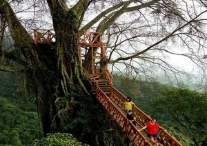 Rumah Pohon Dan Jembatan Kayu Gantung a