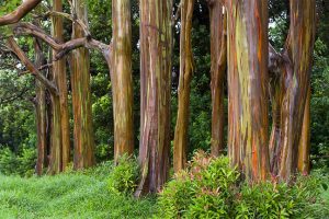 pohon pelangi