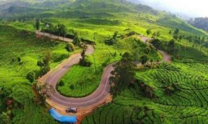 Perkebunan-Teh-Rancabali- A