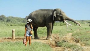 gajah