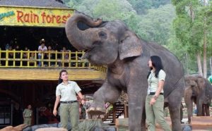 taman-safari-bogor a