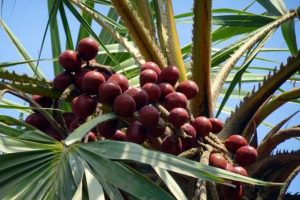 BUAH ZURIAT A