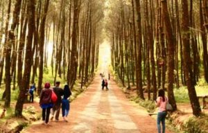 Hutan-Pinus-Gunung-Pancar-Bogor- A