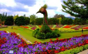 Taman-Bunga A