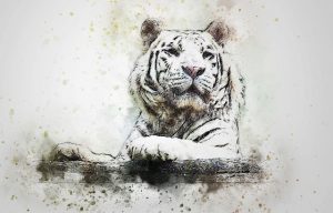 harimau A
