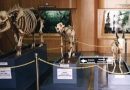 ADA 5 MUSEUM DIDEKAT STASIUN BOGOR WAJIB DIKUNJUNGI DAN BISA BERJALAN KAKI